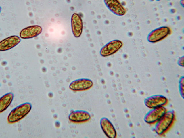 Provo anch''io con la microscopia